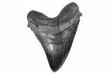 Serrated, Fossil Megalodon Tooth - Dark Black Enamel #250076-1